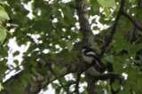 Svarthvit fluesnapper (Ficedula hypoleuca)