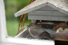 Common Rosefinch (Carpodacus erythrinus)