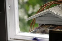 Common Rosefinch (Carpodacus erythrinus)