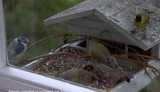 Grønnfink (Carduelis chloris)