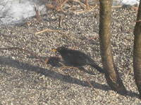 Svarttrost (Turdus merula)