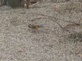 Stillits (Carduelis carduelis)