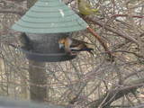 Kjernebiter (Coccothraustes coccothraustes)