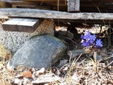 Blåveis (Hepatica nobilis)