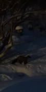Pine Marten (Martes martes)