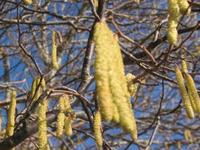 Common Hazel (Corylus avellana)