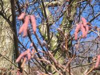 Alder (Alnus)