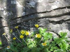 Vårkål (Ranunculus ficaria)