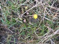 Hestehov (Tussilago farfara)