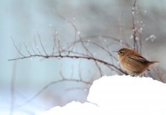 Winter Wren (Troglodytes troglodytes)