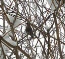 Sidensvans (Bombycilla garrulus)