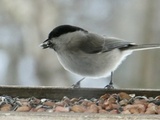 Løvmeis (Poecile palustris)