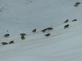 Grønnsisik (Carduelis spinus)