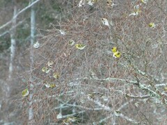 Eurasian Siskin (Spinus spinus)