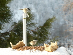 Marsh Tit (Poecile palustris)