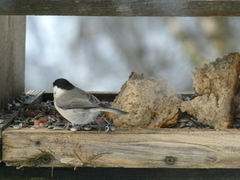 Marsh Tit (Poecile palustris)