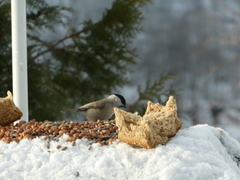 Marsh Tit (Poecile palustris)