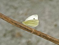 Small White (Pieris rapae)