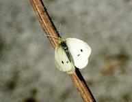 Liten kålsommerfugl (Pieris rapae)