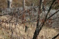 Grey Wagtail (Motacilla cinerea)