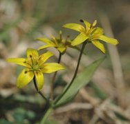 Gullstjerne (Gagea lutea)