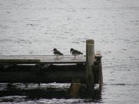 Tjeld (Haematopus ostralegus)