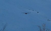 Rough-legged Buzzard (Buteo lagopus)