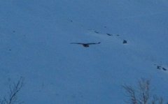 Rough-legged Buzzard (Buteo lagopus)