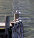 Common Tern (Sterna hirundo)