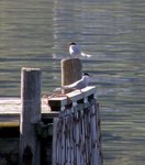 Makrellterne (Sterna hirundo)