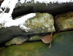 Winter Wren (Troglodytes troglodytes)