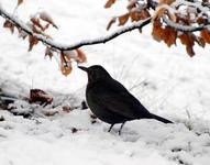 Svarttrost (Turdus merula)