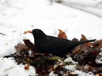 Svarttrost (Turdus merula)