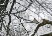 Sidensvans (Bombycilla garrulus)