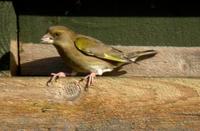 Grønnfink (Carduelis chloris)