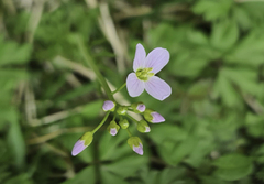 Engkarse (Cardamine pratensis)