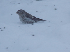 Arctic Redpoll (Acanthis hornemanni)
