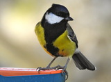 Kjøttmeis (Parus major)