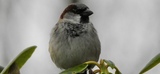 Gråspurv (Passer domesticus)