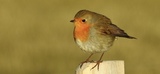 Rødstrupe (Erithacus rubecula)