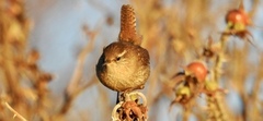 Winter Wren (Troglodytes troglodytes)