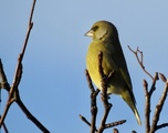 Grønnfink (Carduelis chloris)