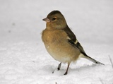 Bokfink (Fringilla coelebs)