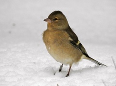 Chaffinch (Fringilla coelebs)