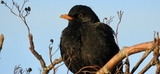 Svarttrost (Turdus merula)