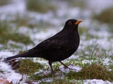 Svarttrost (Turdus merula)