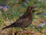 Svarttrost (Turdus merula)