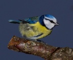 Blåmeis (Cyanistes caeruleus)