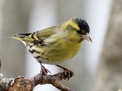 Eurasian Siskin (Spinus spinus)