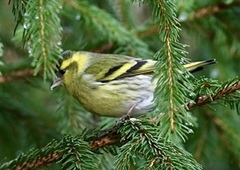 Eurasian Siskin (Spinus spinus)